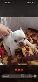Cucciola di bulldog francese