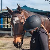 Cavalla cavallo KWPN 18 ANNI