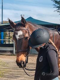 Cavalla cavallo KWPN 18 ANNI