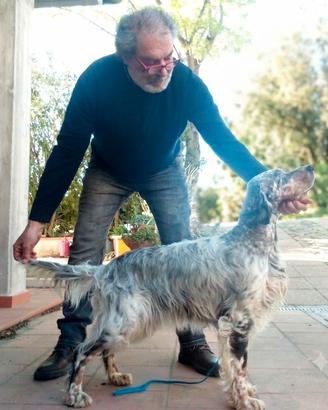 Setter inglese femmina