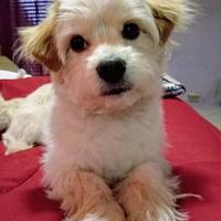 Maltipoo