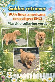 Golden retriever pedigree ENCI 90%linea americana