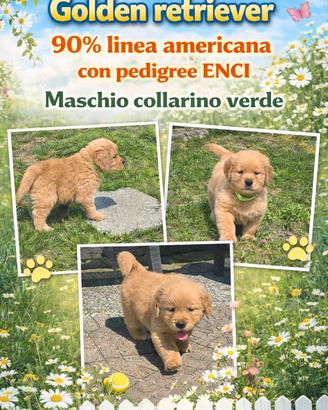 Golden retriever pedigree ENCI 90%linea americana