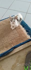 Gattino da affidare in adozione