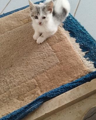 Gattino da affidare in adozione