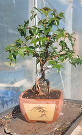 bonsai 
