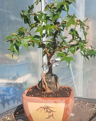 bonsai 