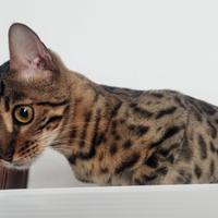 Splendida femmina di gatto bengala