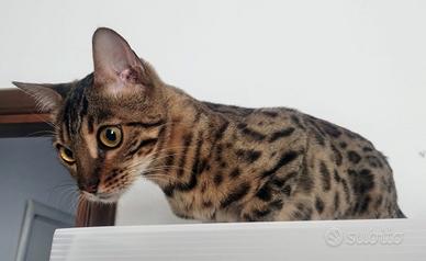 Splendida femmina di gatto bengala