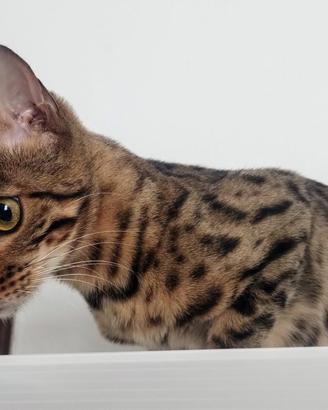 Splendida femmina di gatto bengala