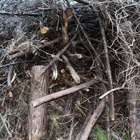 GRATIS Legna da ardere secca - ritiro