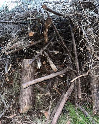 GRATIS Legna da ardere secca - ritiro