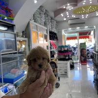 Cuccioli di maltipoo oro