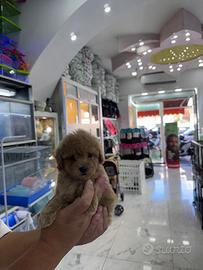 Cuccioli di maltipoo oro