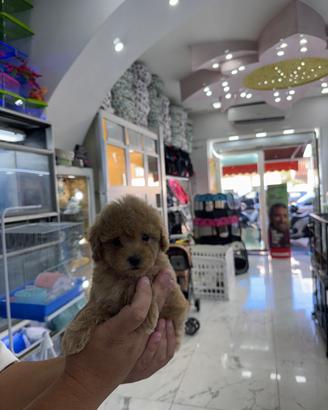 Cuccioli di maltipoo oro