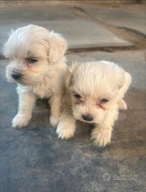 Maltese Toy