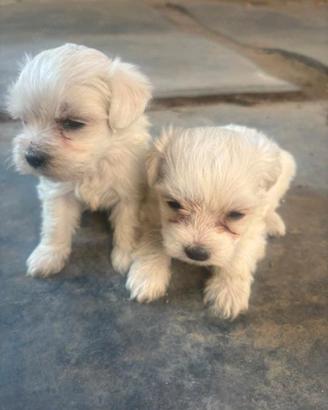 Maltese Toy