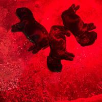 3 cucciole di cocker nere