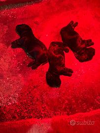 3 cucciole di cocker nere