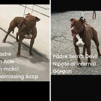 Stupende cucciole di Pitbull Ukc con Pedigree