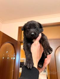 Cuccioli in adozione