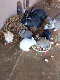 Conigli allevati a terra