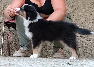 Australian shepherd