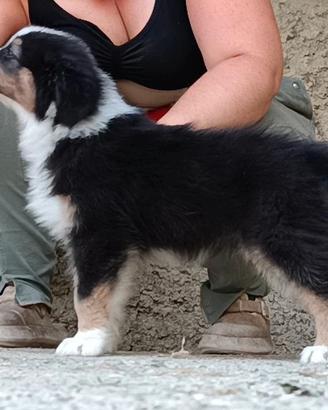 Australian shepherd