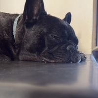 Bulldog francese con pedigree per monta