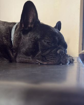 Bulldog francese con pedigree per monta