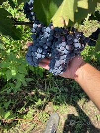 Uva vino Nerello mascalese e Carricante Doc Etna