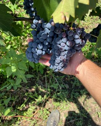 Uva vino Nerello mascalese e Carricante Doc Etna