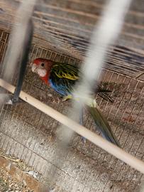 Pappagallo Rosella