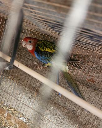 Pappagallo Rosella