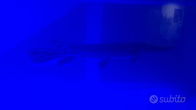 Atractosteus spatula