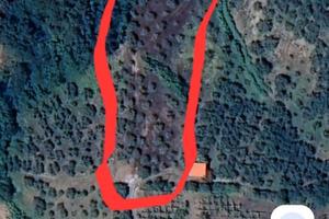 Terreno agricolo uliveto
