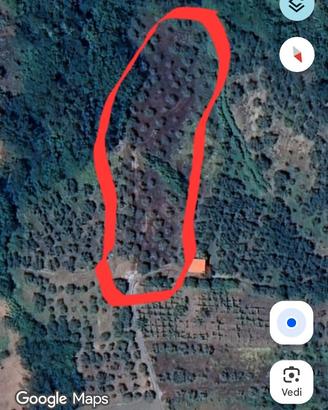Terreno agricolo uliveto