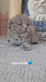 Scottish Fold