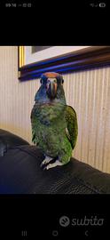 Pappagallo Pionus Menstrus