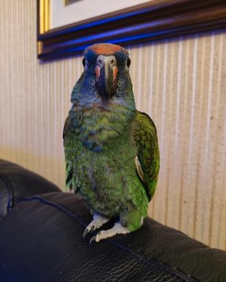 Pappagallo Pionus Menstrus