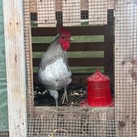 Galline Siciliane