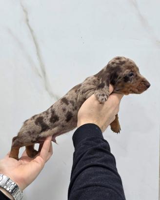 Cuccioli bassotto