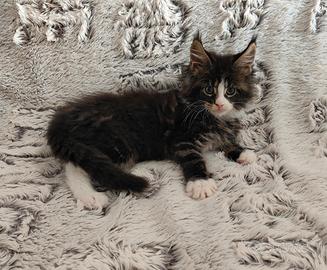 Cuccioli di Maine coon