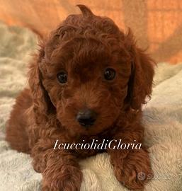 Barboncino toy nano albicocca