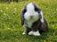 Immagine 1