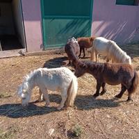 Pony minishetland