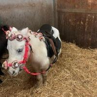 Mini pony