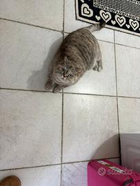 Gatta scottish straight