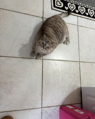 Gatta scottish straight