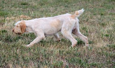 Spinone Italiano da caccia